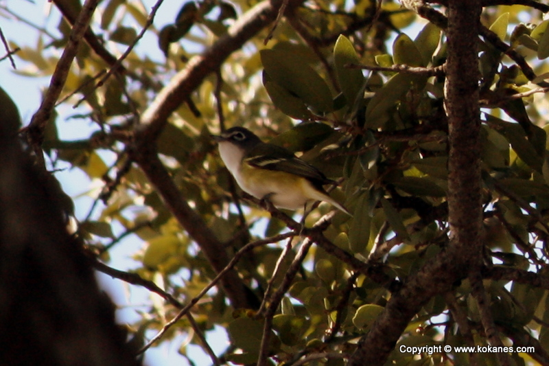 Blue-headed Vireo